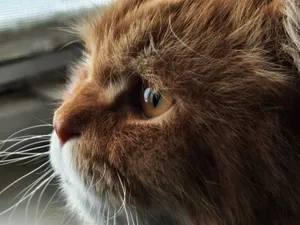 Detailed side view of a Persian cat looking out a window, showcasing its fluffy fur and deep gaze. jigsaw puzzle