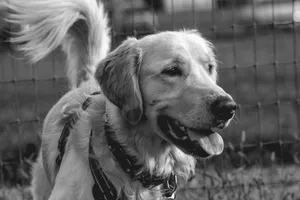 Black and white portrait of a happy Golden Retriever outdoors, emphasizing its beautiful features. jigsaw puzzle