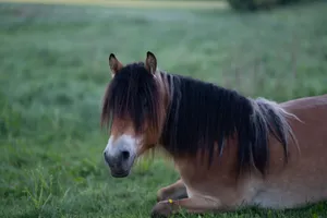 A beautiful horse with a long mane resting in a vibrant green field on a peaceful day. jigsaw puzzle