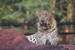 A majestic leopard resting on a rock with lush greenery in the background. jigsaw puzzle
