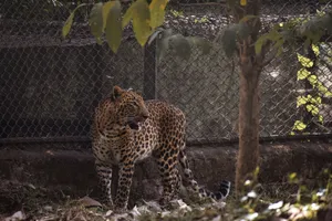 A majestic leopard stands behind a zoo fence, showcasing its powerful presence and striking patterns. jigsaw puzzle