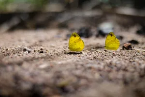 Two yellow butterflies resting on the ground in a natural setting, highlighting macro wildlife photography. jigsaw puzzle