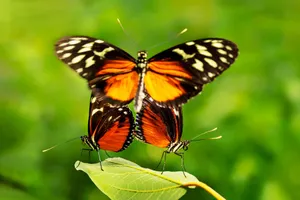 Bright orange and black butterflies resting on a leaf against a blurred green background. jigsaw puzzle