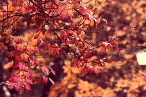 autumn jigsaw puzzle
