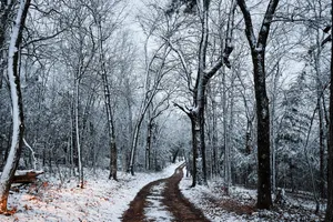 forest jigsaw puzzle