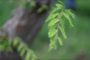 leaves jigsaw puzzle