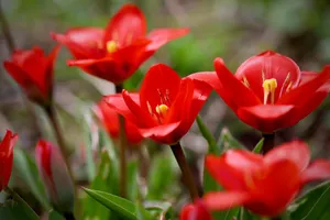 fusilier tulip jigsaw puzzle
