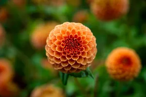 flower jigsaw puzzle