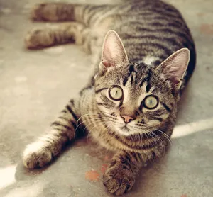 cat jigsaw puzzle