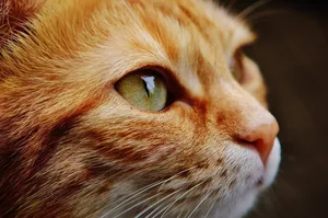 cat jigsaw puzzle