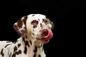 dalmatian jigsaw puzzle