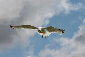 seagull jigsaw puzzle