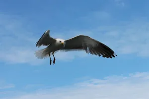 seagull jigsaw puzzle