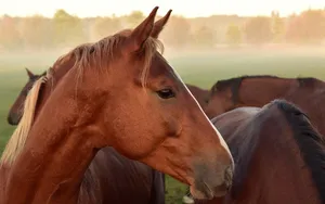 horse jigsaw puzzle