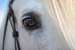 horse jigsaw puzzle