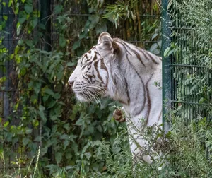 tiger jigsaw puzzle
