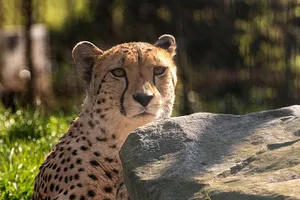cheetah jigsaw puzzle