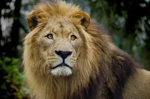 lion jigsaw puzzle