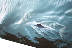 sea jigsaw puzzle