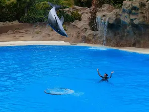 dolphin jigsaw puzzle