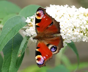 peacock butterfly jigsaw puzzle