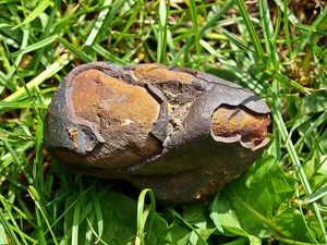 small meteorite jigsaw puzzle