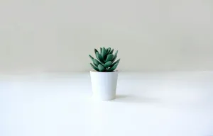a small green plant in a white pot jigsaw puzzle