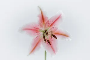 selective focus photography of pink stargazer lily flower in bloom jigsaw puzzle