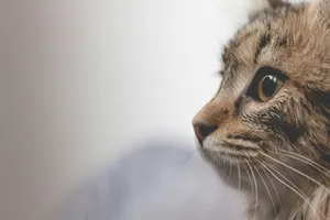 selective focus photo of brown tabby cat jigsaw puzzle