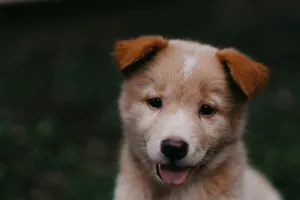 short-coated brown puppy jigsaw puzzle