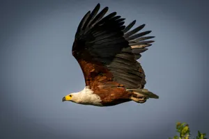 a large bird flying through a blue sky jigsaw puzzle