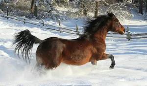 a horse running through the snow in a fenced in area jigsaw puzzle