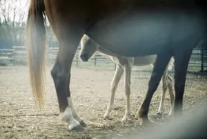 black horse eating grass during daytime jigsaw puzzle