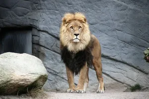 brown lion jigsaw puzzle