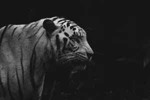 grayscale photo of tiger in dark room jigsaw puzzle