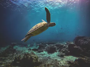 brown turtle on the ocean photography jigsaw puzzle