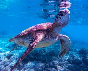 brown and black turtle in water jigsaw puzzle