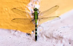 closeup photography of dragonfly jigsaw puzzle