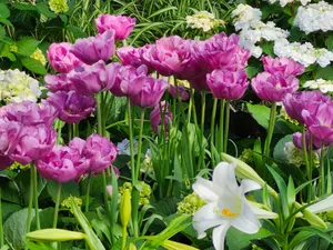 A colorful garden in full bloom featuring tulips and lilies, showcasing spring beauty. jigsaw puzzle