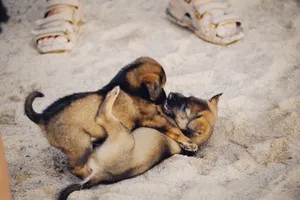 Two cute puppies playing playfully on a sandy area. Perfect for pet lovers. jigsaw puzzle