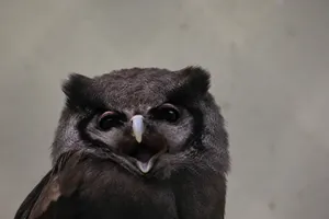 Detailed close-up of a Verreaux's Eagle-Owl showcasing its distinctive features. jigsaw puzzle