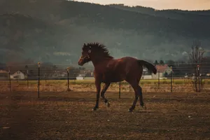 Captured image of a horse running freely in a scenic field with mountains in the background. jigsaw puzzle