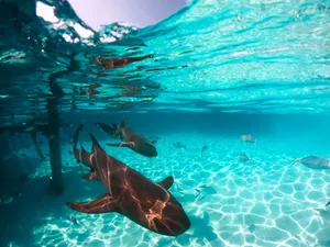 Nurse sharks swimming gracefully in the crystal clear waters of the Bahamas. jigsaw puzzle