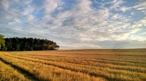 A vast wheat field under a dynamic cloudy sky, evoking rural tranquility. jigsaw puzzle