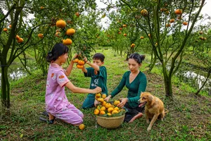 Family gathering tangerines in a lush orchard in Đồng Tháp, Vietnam with a friendly dog. jigsaw puzzle