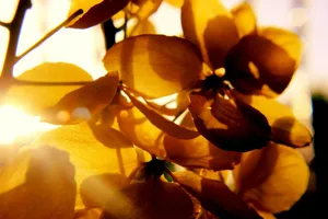 Close-up of golden yellow flowers backlit by the morning sun, showcasing delicate petals. jigsaw puzzle