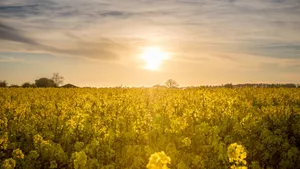 Sunset view of a vibrant rapeseed field with blooming yellow flowers under a dramatic sky. jigsaw puzzle