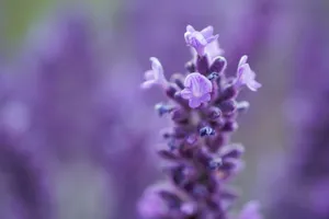Detailed close-up of purple lavender flowers, showcasing intricate petals and vibrant colors. jigsaw puzzle