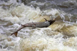 salmon jigsaw puzzle