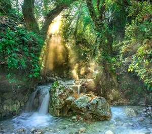 rainforest jigsaw puzzle